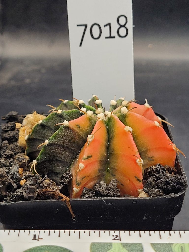 Gymnocalycium Mihanovichii Variegated Cactus #7018 in 2.75" Pot Vibrant Orange with Green Valleys - Image 3