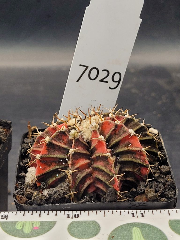 Gymnocalycium Mihanovichii Variegated Cactus in 2.75" Pot #7029 Dark Purple and Red - Image 3