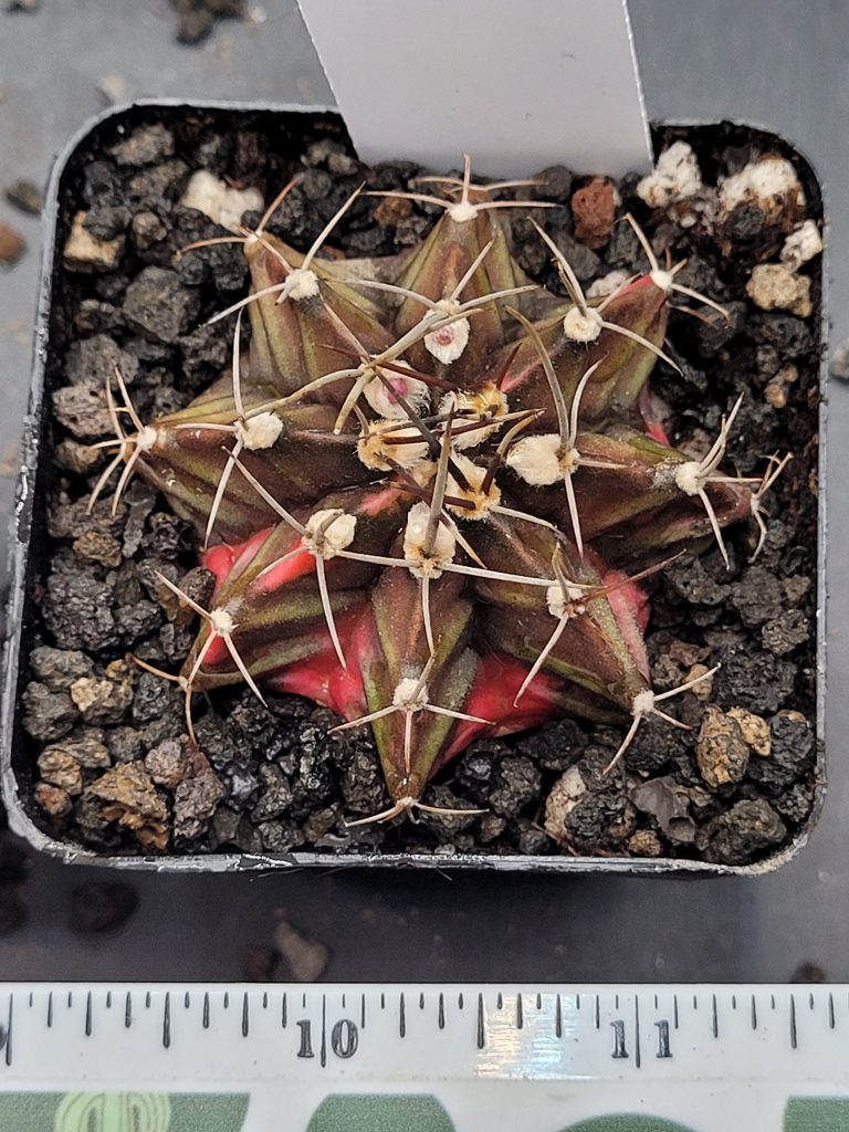 Gymnocalycium Mihanovichii Variegated Cactus in 2.75" Pot #7033 Dark Black and Red
