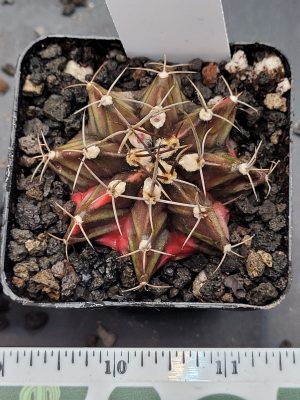 Gymnocalycium Mihanovichii Variegated Cactus in 2.75" Pot #7033 Dark Black and Red