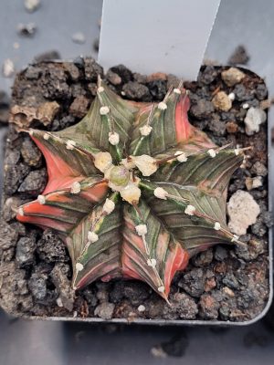 Gymnocalycium Mihanovichii Variegated Cactus in 2.75" Pot #7035 Very Fat Tufts, Gray Green and Orange