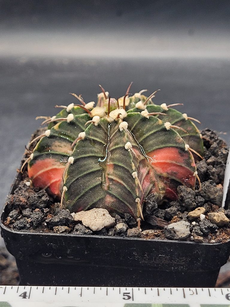 Gymnocalycium Mihanovichii Variegated Cactus in 2.75" Pot #7035 Very Fat Tufts, Gray Green and Orange - Image 2