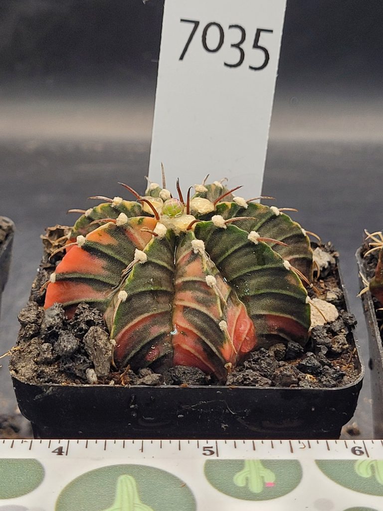 Gymnocalycium Mihanovichii Variegated Cactus in 2.75" Pot #7035 Very Fat Tufts, Gray Green and Orange - Image 3