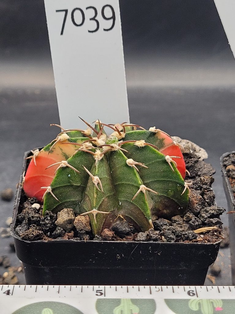 Gymnocalycium Mihanovichii Variegated Cactus in 2.75" Pot #7039 Great color, green and some splashes of Orange - Image 3