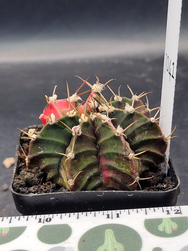 Gymnocalycium Mihanovichii Variegated Cactus in 2.75" Pot #7041 Gorgeous Colors and Deep Chevrons - Image 2