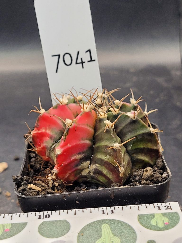 Gymnocalycium Mihanovichii Variegated Cactus in 2.75" Pot #7041 Gorgeous Colors and Deep Chevrons - Image 3