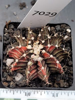 Gymnocalycium Mihanovichii Variegated Cactus in 2.75" Pot #7029 Dark Purple and Red