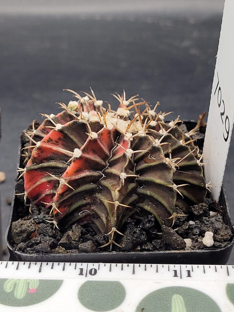 Gymnocalycium Mihanovichii Variegated Cactus in 2.75" Pot #7029 Dark Purple and Red - Image 2