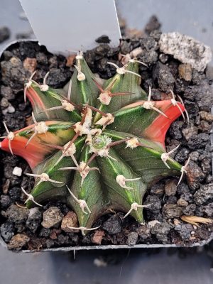 Gymnocalycium Mihanovichii Variegated Cactus in 2.75" Pot #7039 Great color, green and some splashes of Orange