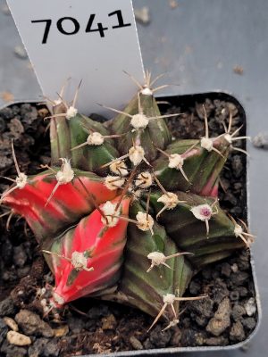 Gymnocalycium Mihanovichii Variegated Cactus in 2.75" Pot #7041 Gorgeous Colors and Deep Chevrons