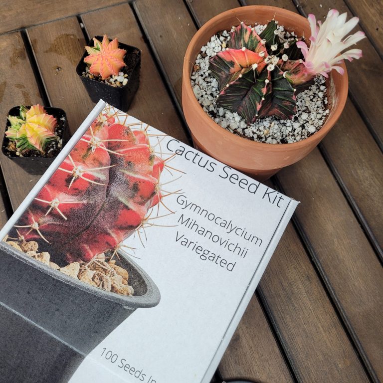 Gymnocalycium Mihanovichii Variegated Seed Mix Cactus Seed Kit Guide