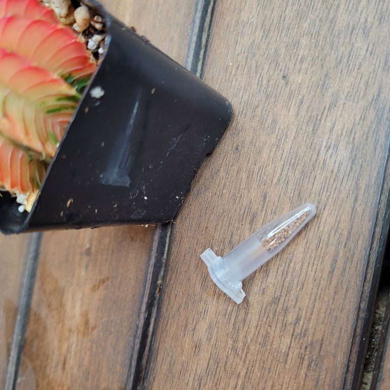 How to Grow Gymnocalycium Mihanovichii Variegated from Seeds: A Step-by-Step Guide