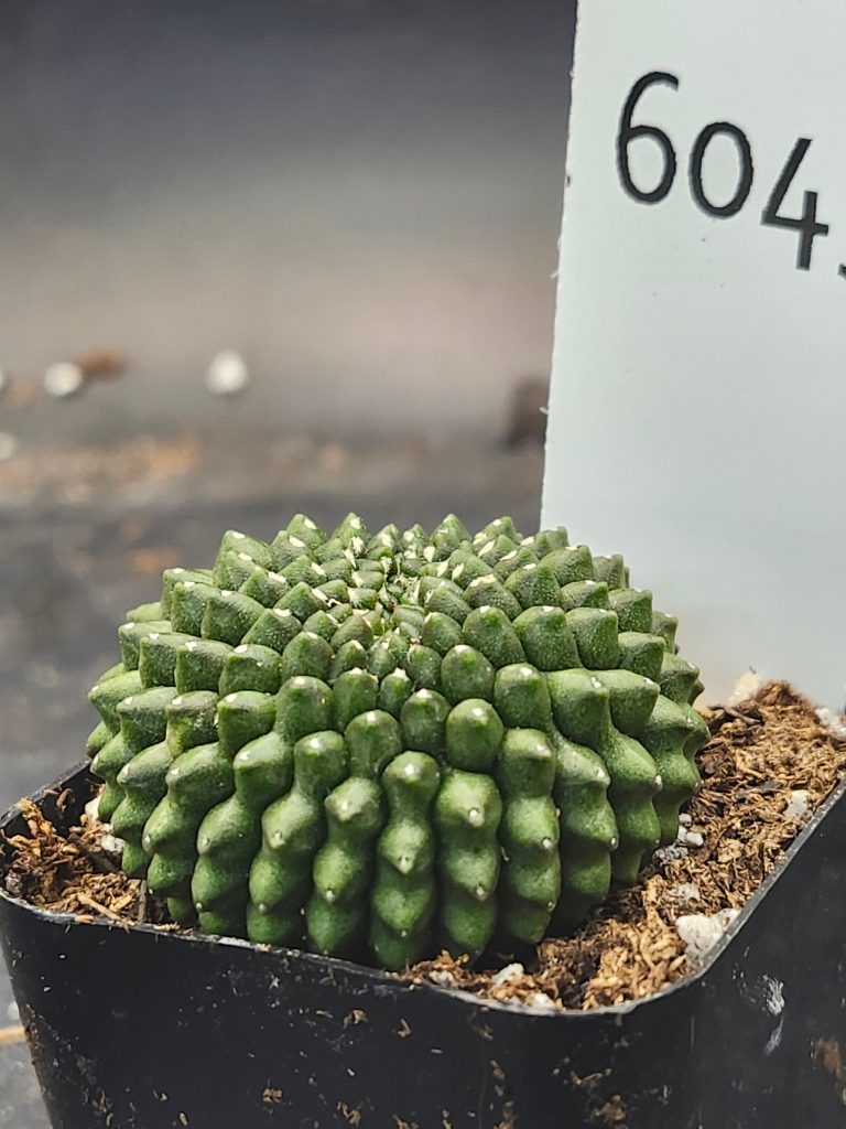 Gymnocalycium Cristata Crested Thornless Cactus Unique Rare Special Cacti #6045 - Image 3