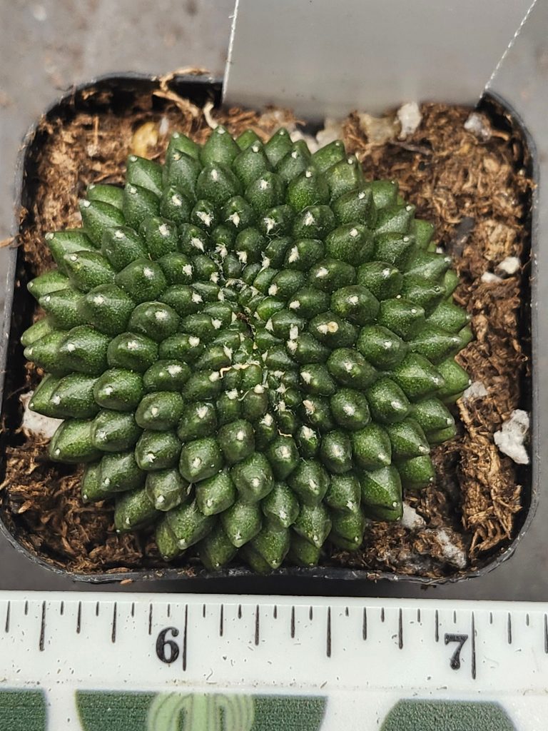 Gymnocalycium Cristata Crested Thornless Cactus Unique Rare Special Cacti #6045 - Image 2