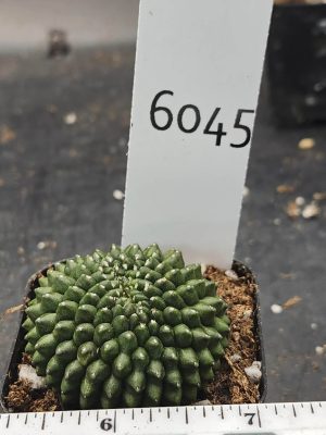Gymnocalycium Cristata Crested Thornless Cactus Unique Rare Special Cacti #6045