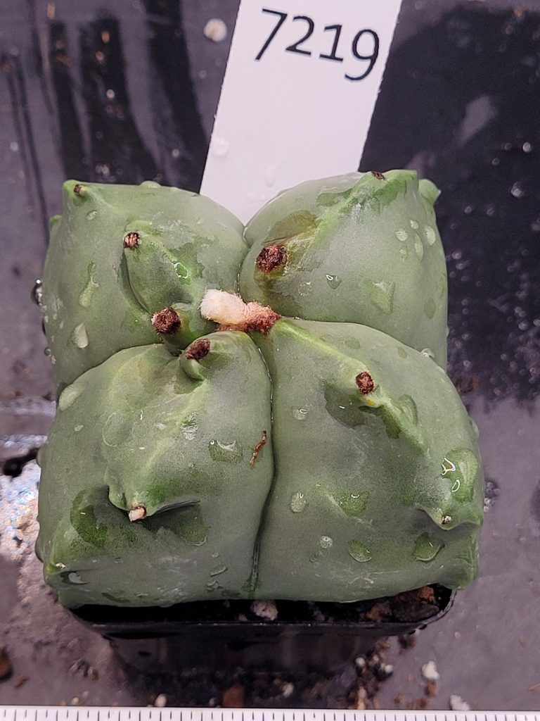 Astrophytum Myriostigma Nudum (Bishop's Cap) Cactus Unique Rare Beautiful  Fat Ribs Cacti #7219 - Image 2