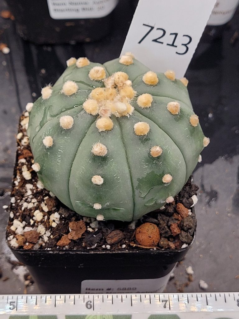 Astrophytum Cactus Beautiful #7213 Gorgeous Cream Tufts and Ooibo Style, Large Live Cacti - 2.75 inch pot