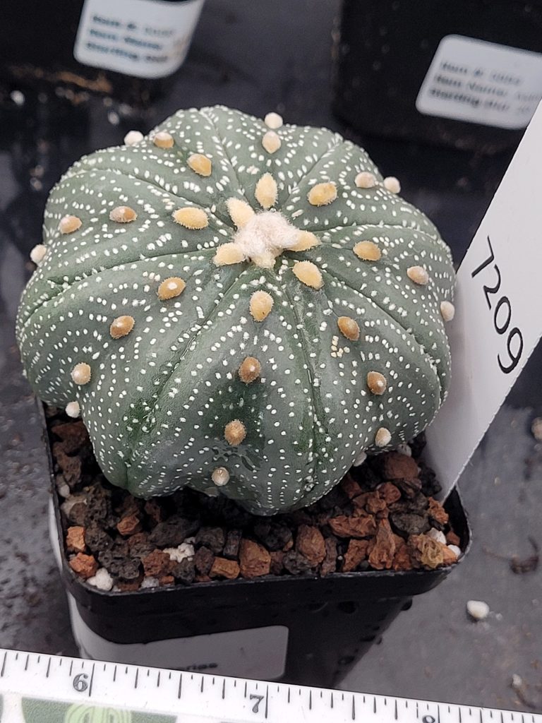 Astrophytum Cactus Beautiful #7209 Gorgeous Cream Tufts and Miracle Project Style, Large Live Cacti - 2.75 inch pot - Image 2
