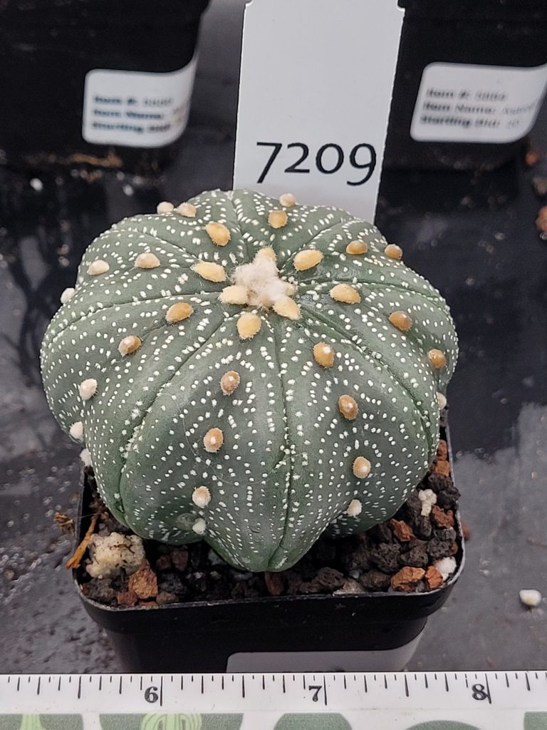 Astrophytum Cactus Beautiful #7209 Gorgeous Cream Tufts and Miracle Project Style, Large Live Cacti - 2.75 inch pot - Image 4