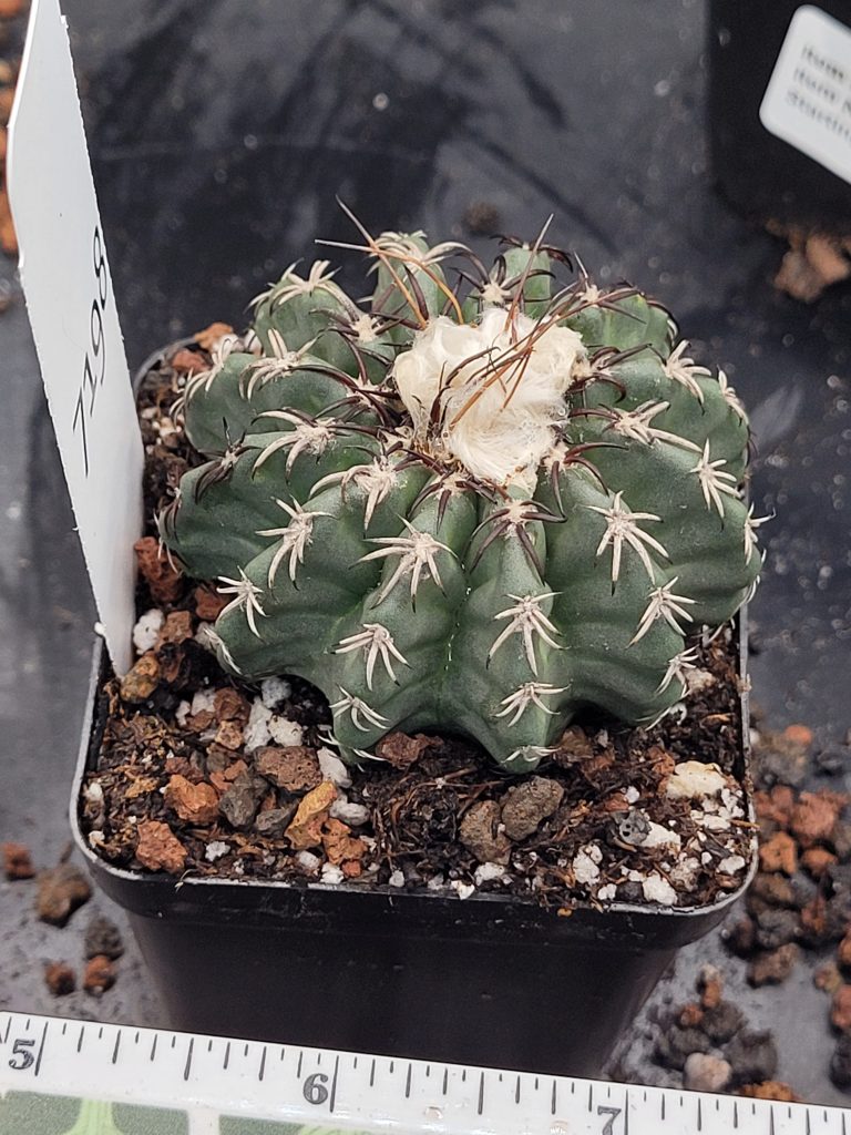 Stunning Discocactus Horstii Hybrid (Horstii x Bahiensis) - Rare Collector's Cactus, Bare Root #7198 - 2 inch pot