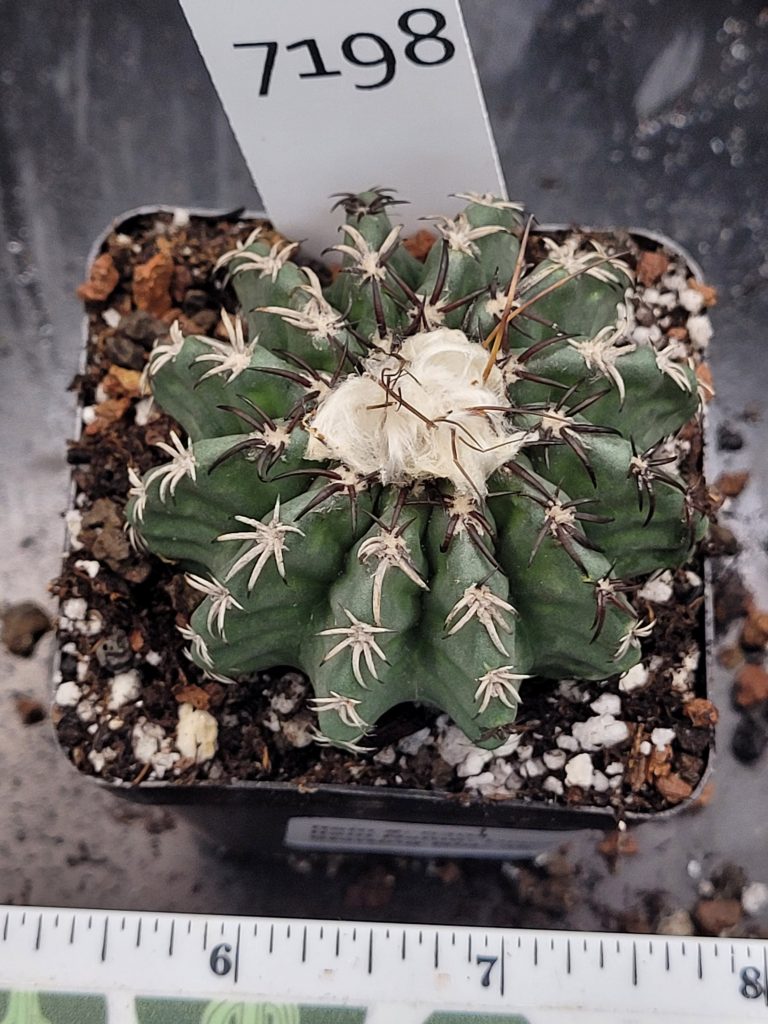 Stunning Discocactus Horstii Hybrid (Horstii x Bahiensis) - Rare Collector's Cactus, Bare Root #7198 - 2 inch pot - Image 3
