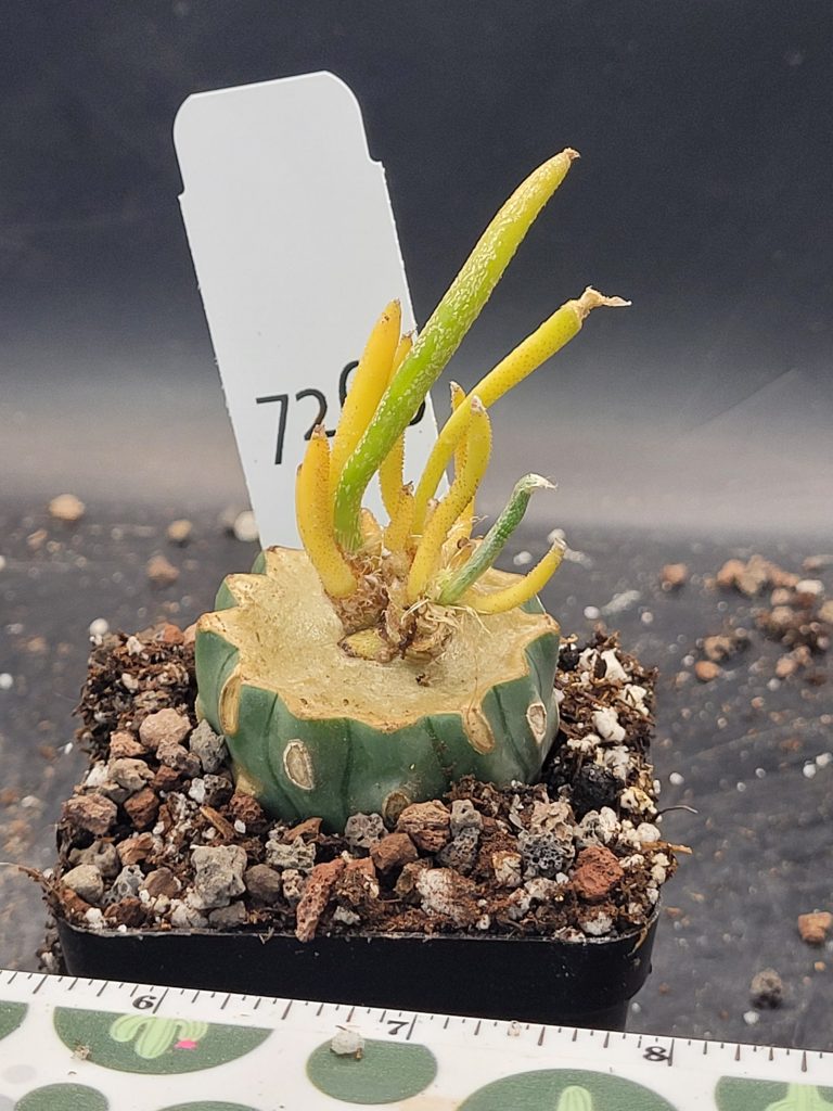 Rare Variegated Astrophytum Caput Medusae Grafted onto Ferocactus Peninsulae Scion - Collector's Gem, Bare Root, shown in 2.75" pot, #7260 - Image 3