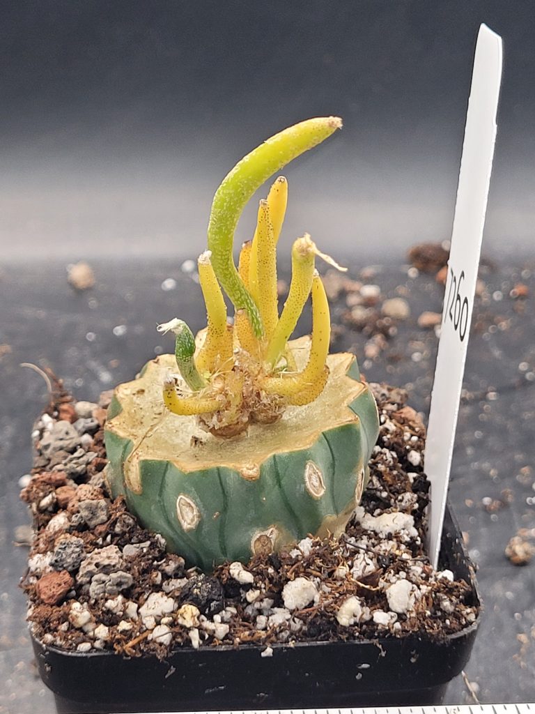 Rare Variegated Astrophytum Caput Medusae Grafted onto Ferocactus Peninsulae Scion - Collector's Gem, Bare Root, shown in 2.75" pot, #7260 - Image 4