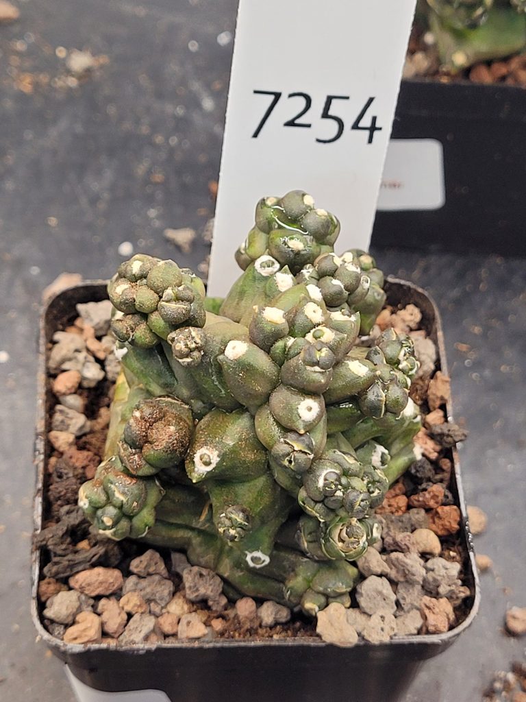 Care Guide for Gymnocalycium Mihanovichii Monstrose Transformer