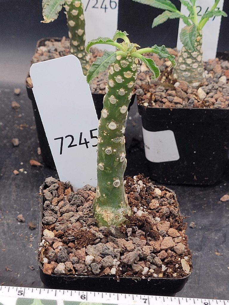 Rare Dorstenia Foetida - Exotic and Unique Succulent, Ships Bare Root, mini palm tree, exact specimen shown, #7245 - Image 2