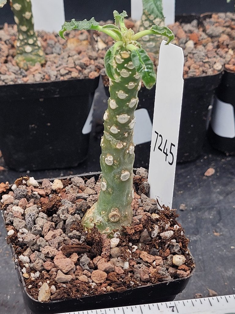 Rare Dorstenia Foetida - Exotic and Unique Succulent, Ships Bare Root, mini palm tree, exact specimen shown, #7245 - Image 3