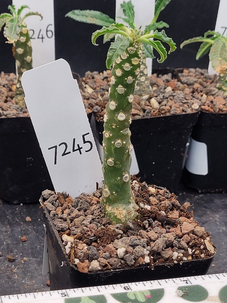 Rare Dorstenia Foetida - Exotic and Unique Succulent, Ships Bare Root, mini palm tree, exact specimen shown, #7245