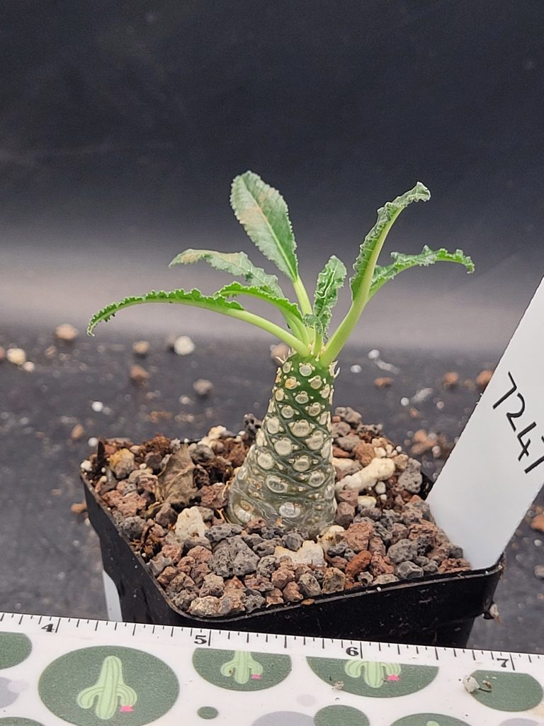 Rare Dorstenia Foetida - Exotic and Unique Succulent, Ships Bare Root, mini palm tree, exact specimen shown, #7247