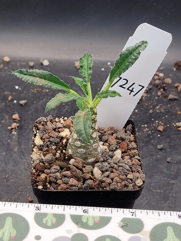 Rare Dorstenia Foetida - Exotic and Unique Succulent, Ships Bare Root, mini palm tree, exact specimen shown, #7247 - Image 3
