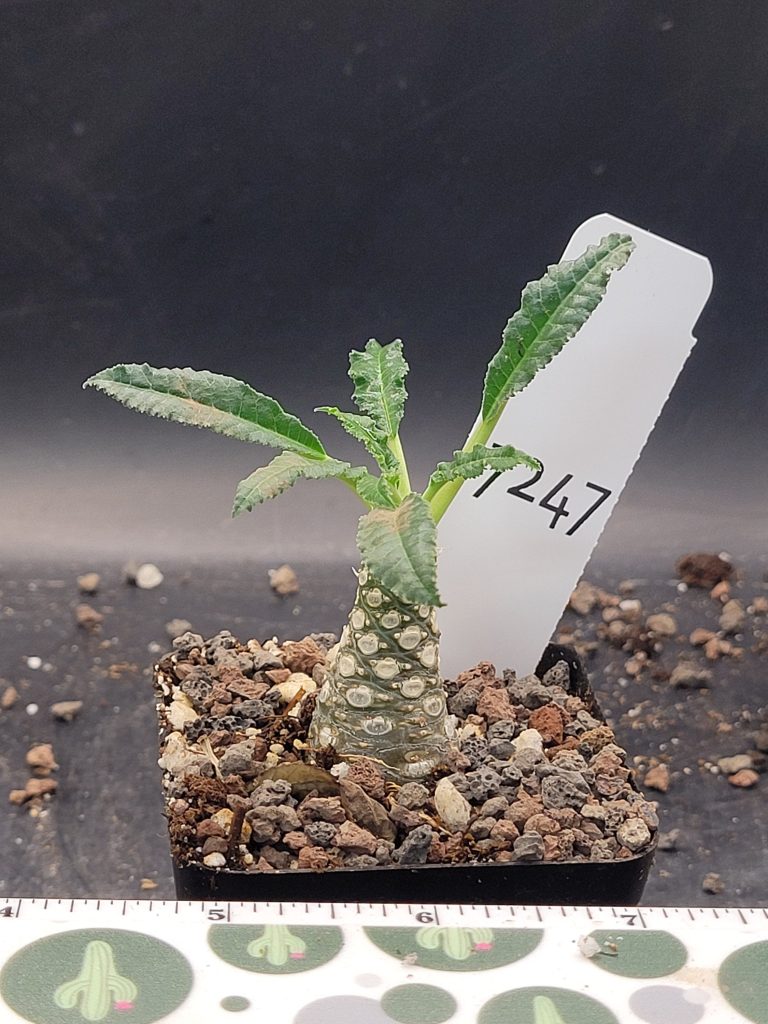 Rare Dorstenia Foetida - Exotic and Unique Succulent, Ships Bare Root, mini palm tree, exact specimen shown, #7247 - Image 4