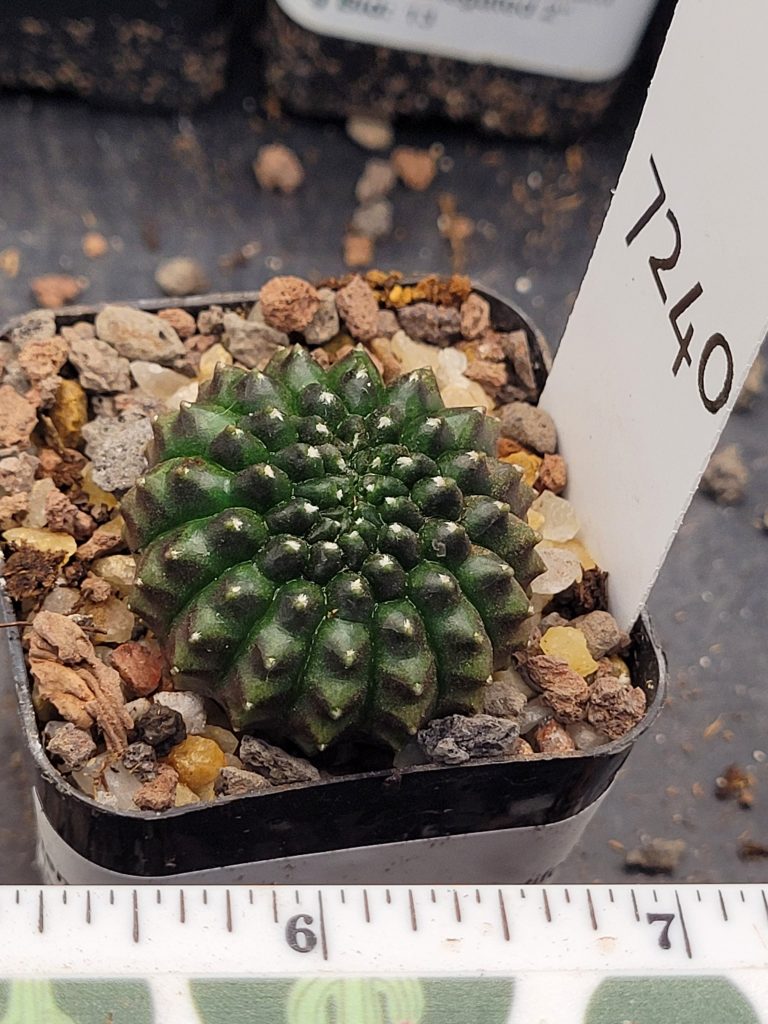 Gymnocalycium Cristata Thornless Cactus Unique Rare Special Cacti Beautiful #7240