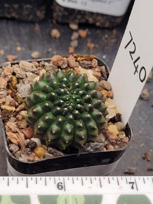 Gymnocalycium Cristata Thornless Cactus Unique Rare Special Cacti Beautiful #7240