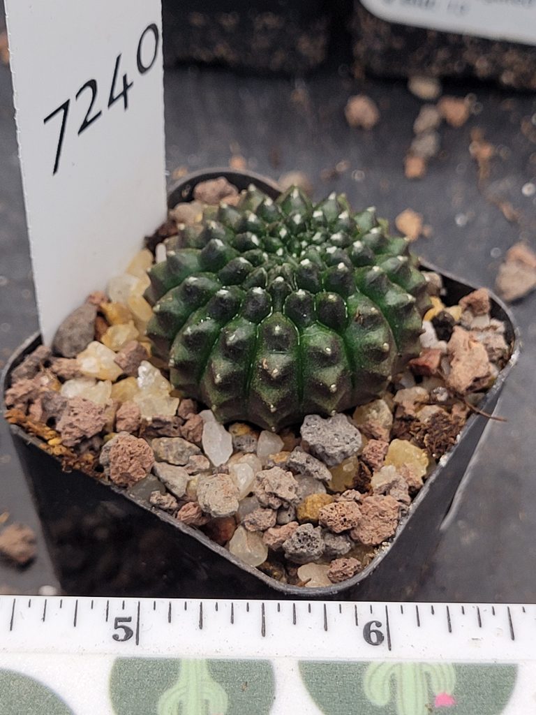 Gymnocalycium Cristata Thornless Cactus Unique Rare Special Cacti Beautiful #7240 - Image 2