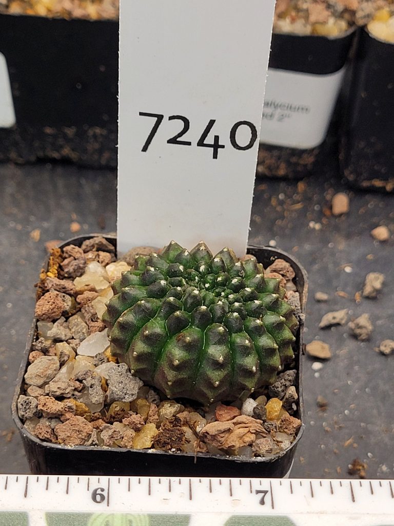 Gymnocalycium Cristata Thornless Cactus Unique Rare Special Cacti Beautiful #7240 - Image 3