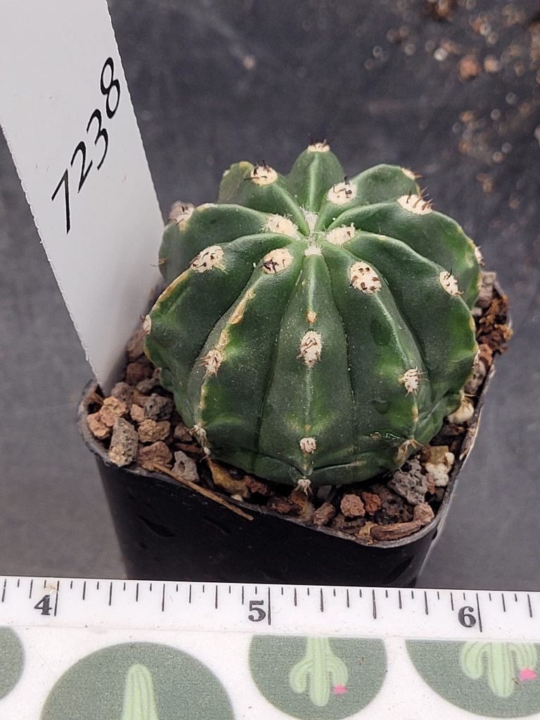 Rare Melocactus Peruvianus Inermis - Thornless Peruvian Cactus, Shipped Bare Root, #7238 - Image 4