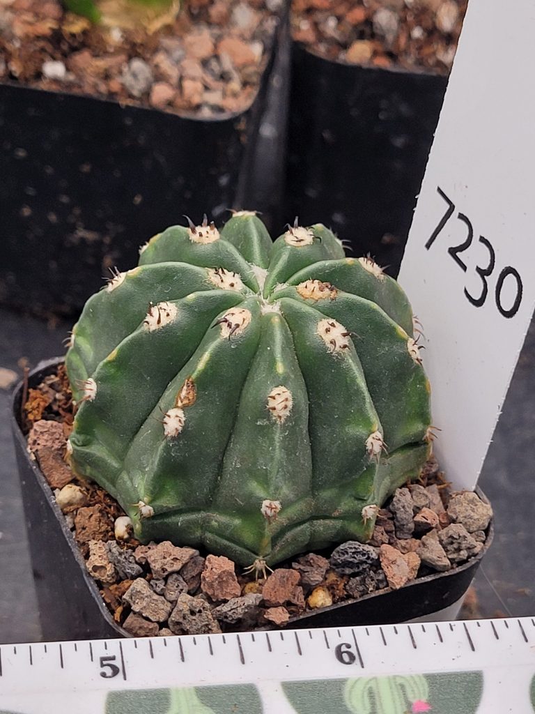 Rare Melocactus Peruvianus Inermis - Thornless Peruvian Cactus, Shipped Bare Root, #7230