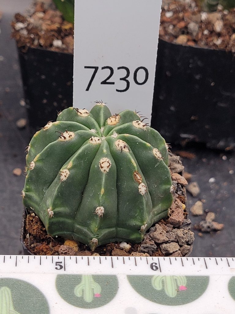 Rare Melocactus Peruvianus Inermis - Thornless Peruvian Cactus, Shipped Bare Root, #7230 - Image 4