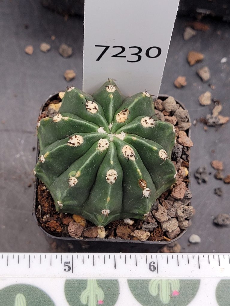 Rare Melocactus Peruvianus Inermis - Thornless Peruvian Cactus, Shipped Bare Root, #7230 - Image 3