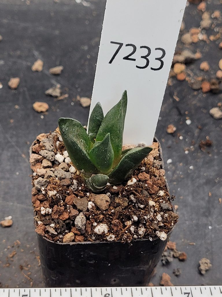 Stunning Ariocarpus Trigonus - Rare Living Rock Cactus, Shipped Bare Root, Unique, Healthy #7233 - Image 2