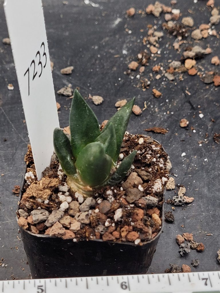 Stunning Ariocarpus Trigonus - Rare Living Rock Cactus, Shipped Bare Root, Unique, Healthy #7233 - Image 4
