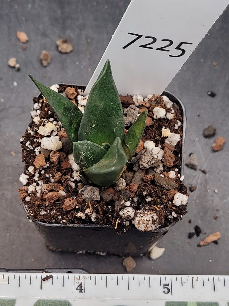 Stunning Ariocarpus Trigonus - Rare Living Rock Cactus, Shipped Bare Root, Unique, Healthy #7225