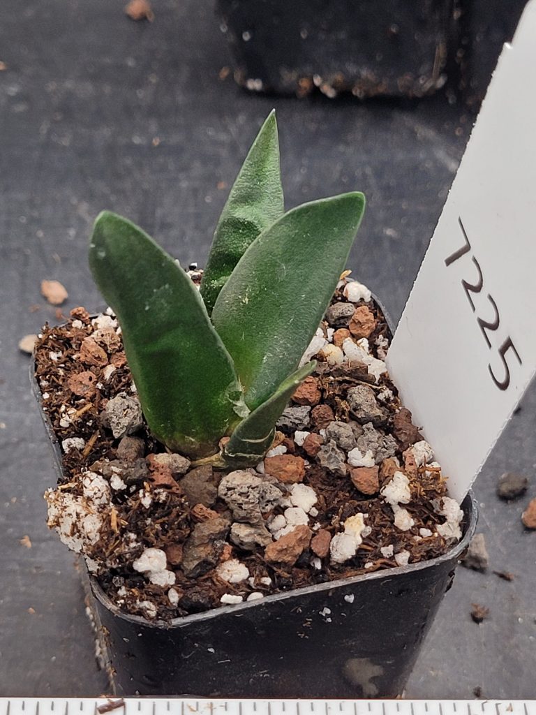 Stunning Ariocarpus Trigonus - Rare Living Rock Cactus, Shipped Bare Root, Unique, Healthy #7225 - Image 2