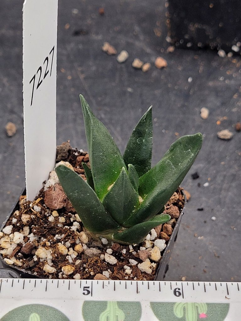Comprehensive Care Guide for Ariocarpus Retusus Trigonus