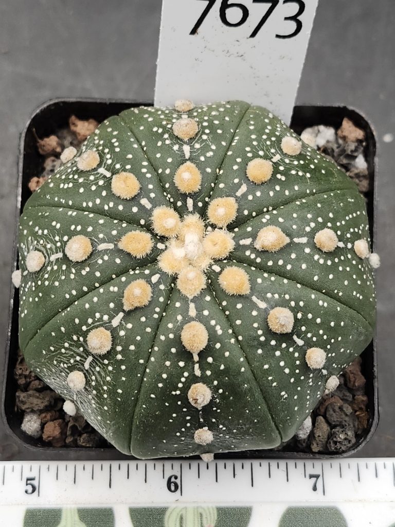 Astrophytum Cactus Beautiful #7673 Gorgeous Cream Tufts and Ooibo Style, Large Live Cacti HUGE - 2.75 inch pot