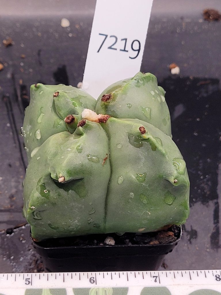 Astrophytum Myriostigma Nudum (Bishop's Cap) Cactus Unique Rare Beautiful  Fat Ribs Cacti #7219