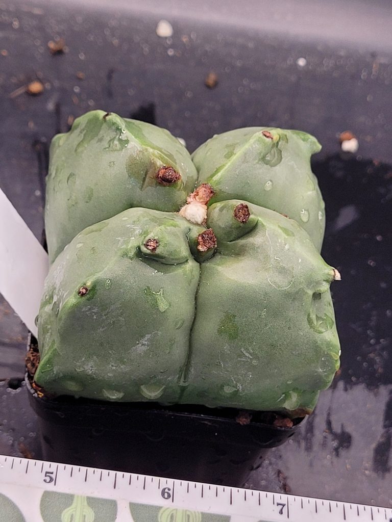 Astrophytum Myriostigma Nudum (Bishop's Cap) Cactus Unique Rare Beautiful  Fat Ribs Cacti #7219 - Image 4